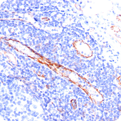 CD31 / PECAM-1 (Endothelial Cell Marker); Clone C31.3 (Concentrate), 0.5mL