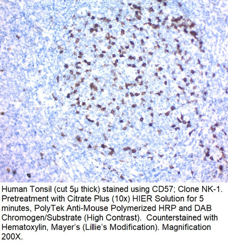 CD57 / B3GAT1 (Natural Killer Cell Marker); Clone NK-1 (Concentrate), 0.1mL