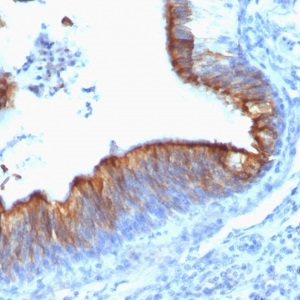 Cytokeratin 8; Clone KRT8/899 (Concentrate), 0.1mL