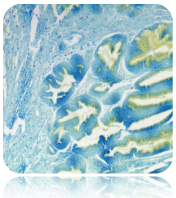 Toluidine Blue Solution (1% Aqueous) Histology Stain, 1000 mL