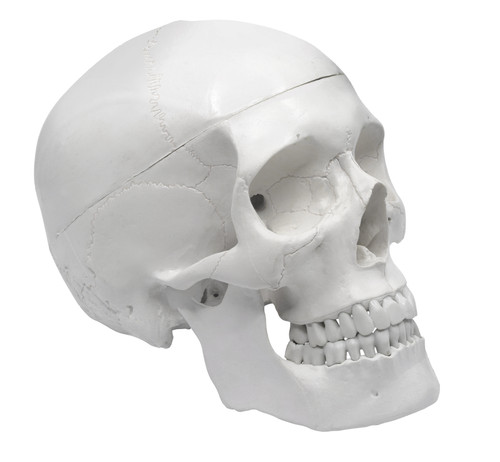 Anatomical Model, Human Adult Skull 3-Part, 9" H, Removable Skull Cap, Shows Foramen, Fossa, and Canals, Articulated Mandible