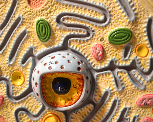 Anatomical Model, 3D Plant Cell Attached to Base, Cell Diameter 8", Cell Height 10", Electron Microscope Structure