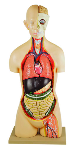 Anatomical Model, 35" Life-Size Human Torso, Sexless, 15 Part, Highly Detailed Anatomical, Open Back