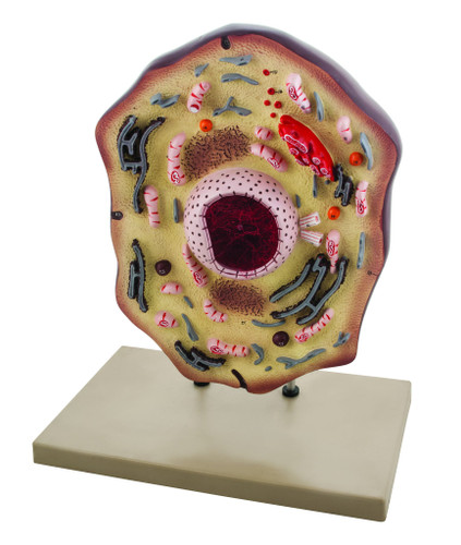 Anatomical Biology Model, Animal Cell, Hand-Painted, 18", Mounted, 20,000x Magnification