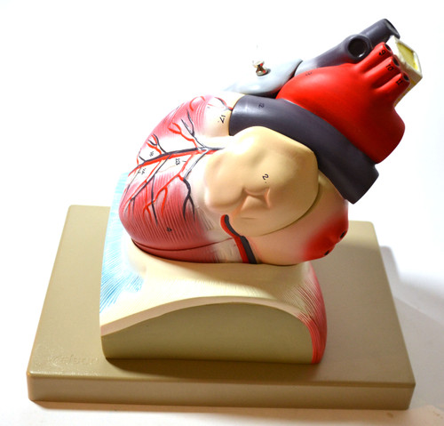 Anatomical Model, 3D Human Heart, Larger than Life-Size (8" in Height), On Diaphragm
