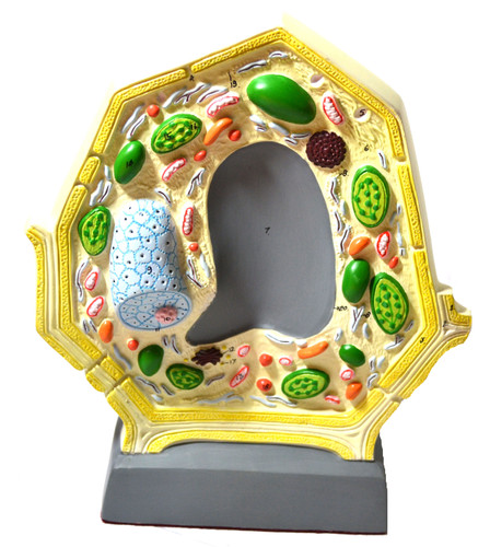 Anatomical Model, Plant Cell, Free Standing, 10.5" x 8.5", Greatly Magnified