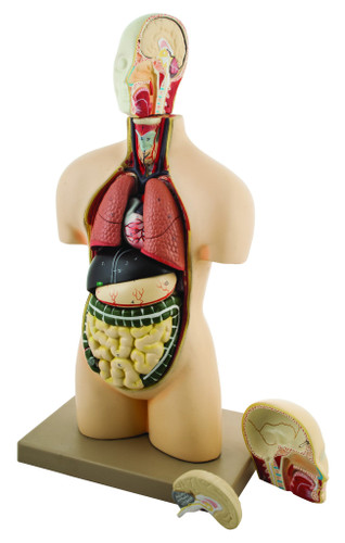 Anatomical Model, Human Torso, Half Size with Dissectible Head, 11 Parts