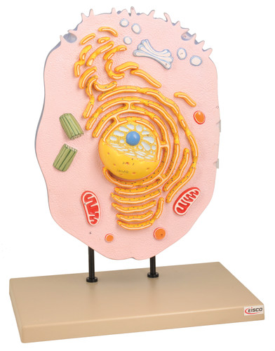 Anatomical Biology Model, 3D Animal Cell, Hand Painted, 14", Mounted