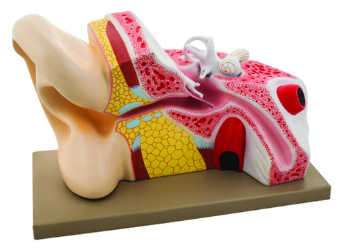 Anatomical Model, Human Giant Human Ear 5 Times Full size