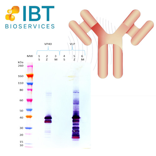 Integrated Biotherapeutics Polyclonal Antibodies, Rabbit anti-SARS-CoV2 S1-C pAb, 100 ug 