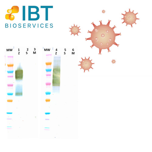 Integrated Biotherapeutics Pseudotype / Pseudovirus, rVSV pseudotyped MARV GP, 100 uL 