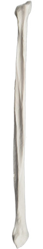 Eisco Labs Anatomical Model, Fibula Bone, Right, Anatomically Accurate Human Fibula Bone Replica 