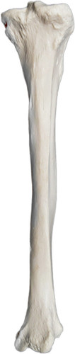 Eisco Labs Anatomical Model, Tibia Bone, Right, Anatomically Accurate Human Tibia Bone Replica 