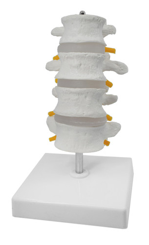 Eisco Labs Anatomical Model, 4 Lumbar Vertebrae with Nerve Branches, 7.25" tall, Natural Size, Mounted on Base 