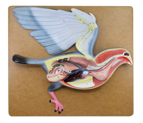 Eisco Labs Anatomical Biology Model, Pigeon Dissection, 18", Mounted on Base, Hand Painted Details & Numbered Structures, Includes Key Card 