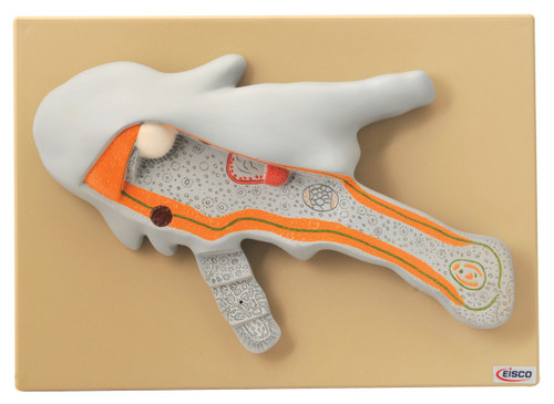 Eisco Labs Anatomical Biology Model, Enlarged Amoeba Model Structure 