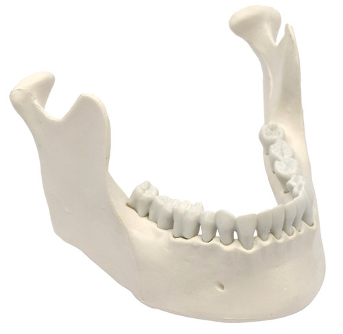 Eisco Labs Anatomical Model, Mandible & Lower Jaw Model with 16 Teeth, Anatomically Accurate Human Bone Replica, Natural Size and Color 