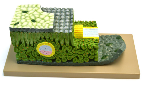 Eisco Labs Anatomical Model, Micro Structure of Dicot Leaf, 500x Life-Size, Shown in Cross and Longitudinal Sections, 18" Long 