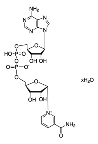 B-Nicotinamide Adenine Dinucleotide Hydrate 95% 12 grams
