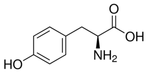 L-Tyrosine Bioxtra Meets EP, 100 grams