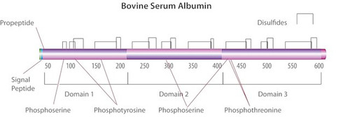 Bovine Serum Albumin Lyophilized Powder 98%, 100 grams