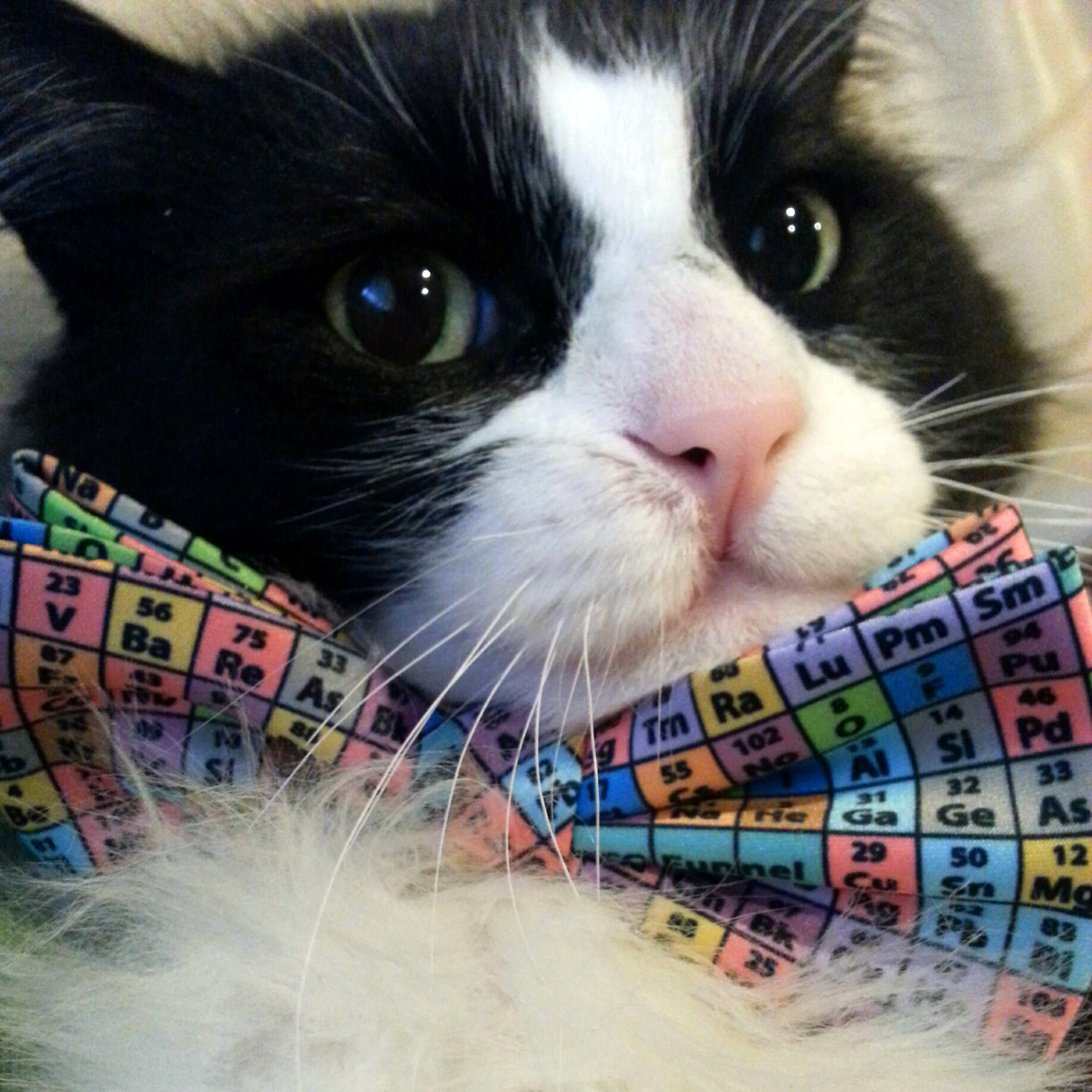 bowtie-cat3.jpg