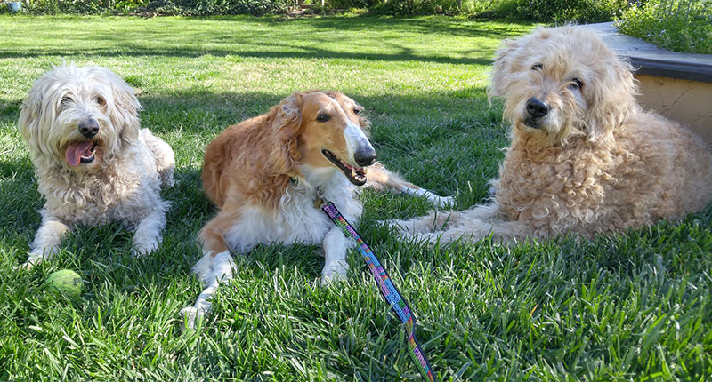 dog-trio-periodic-table-leash.jpg