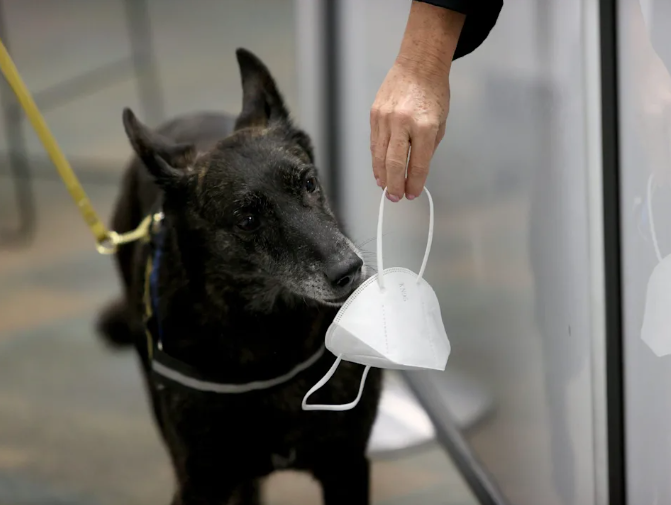 Dogs Are Being Trained to Detect COVID-19 - CP Lab Safety