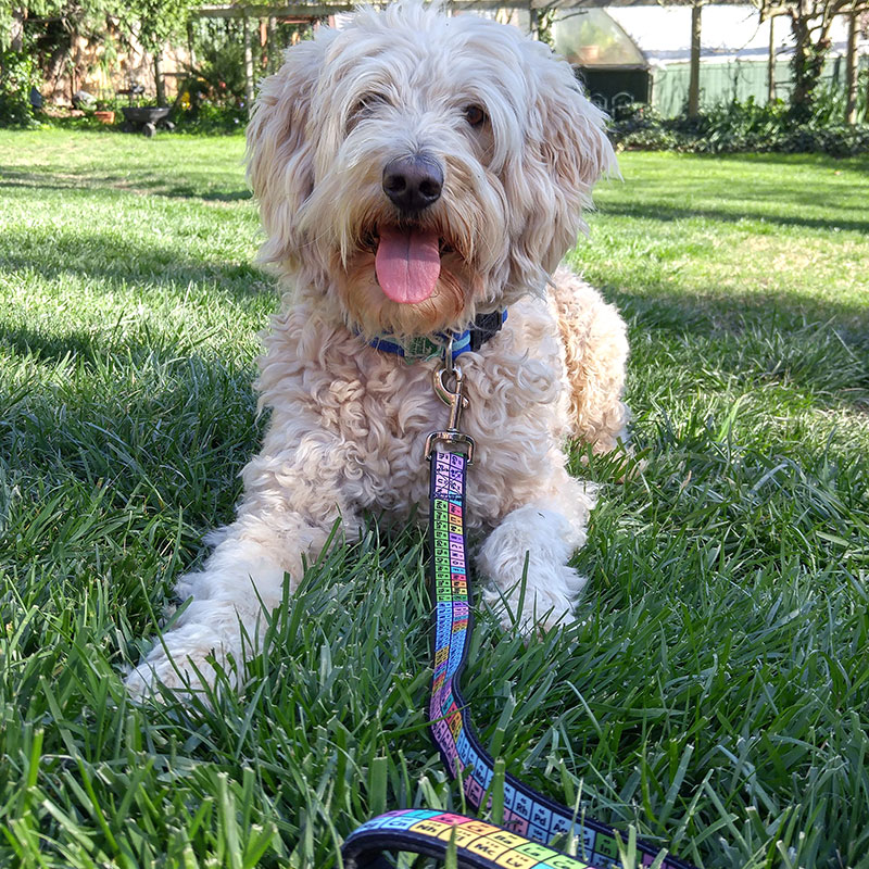 riley-periodic-table-leash.jpg