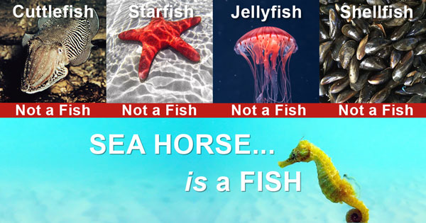 science-joke-fish.jpg