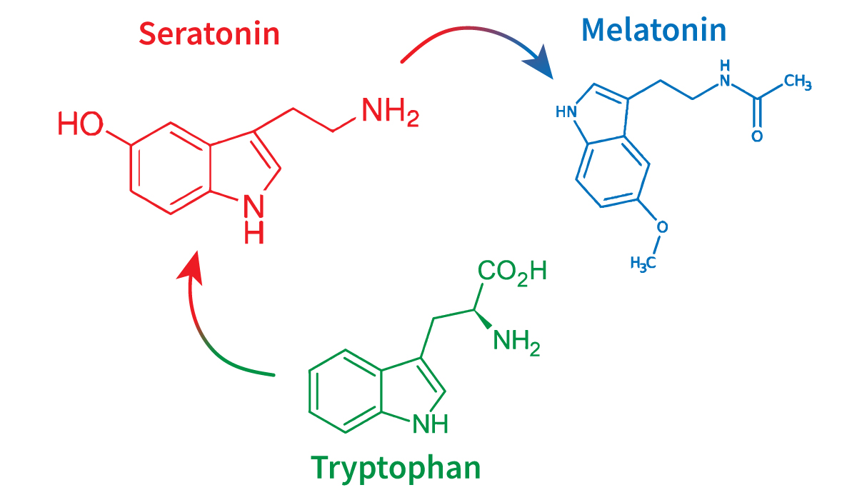 tryptophan-to-melatonin-graph.jpg