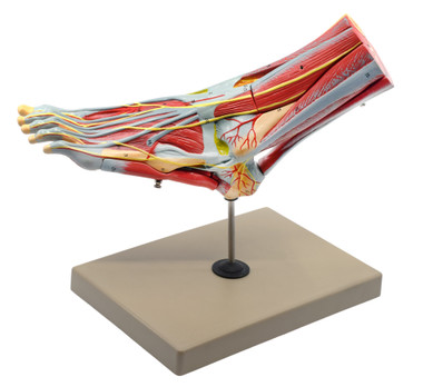 Anatomical Model, 3D Skeleton, Foot & Ankle, Muscle and Ligaments, Left ...