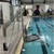 Spectrum Aquatics - Motion Trek BP 350 Pool Lift - W/Anchor - 350 lbs. - ADA compliant - 153121 - All stainless steel construction (electropolished 304L grade)