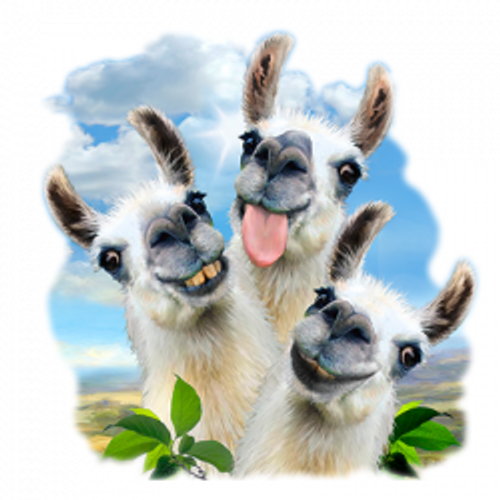 TRANSFER - LLAMA SELFIE funny animal - adult humor