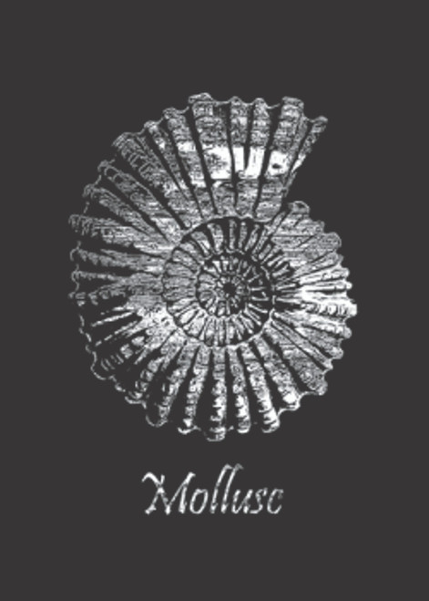 TRANSFER - SPARKLING MOLLUSC  W/ GLITTER PRINT - AQUATIC
