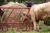 Cattle Hay Ring Feeder - Heavy Duty - 2 Piece