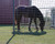 48" x 16 ft. 2x4 Horse Panel