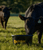 Crystalyx Breed-Up 25 AN Tub 200 lb