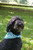 Andy's BFF Winnie (Light Blue Bandana)