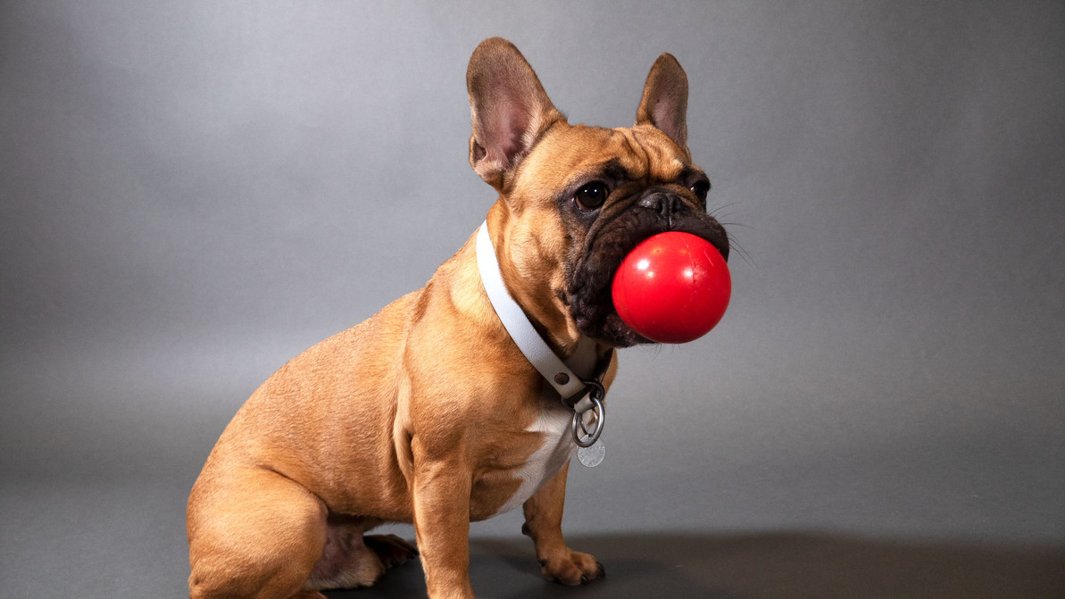 Office Dogs: Preston