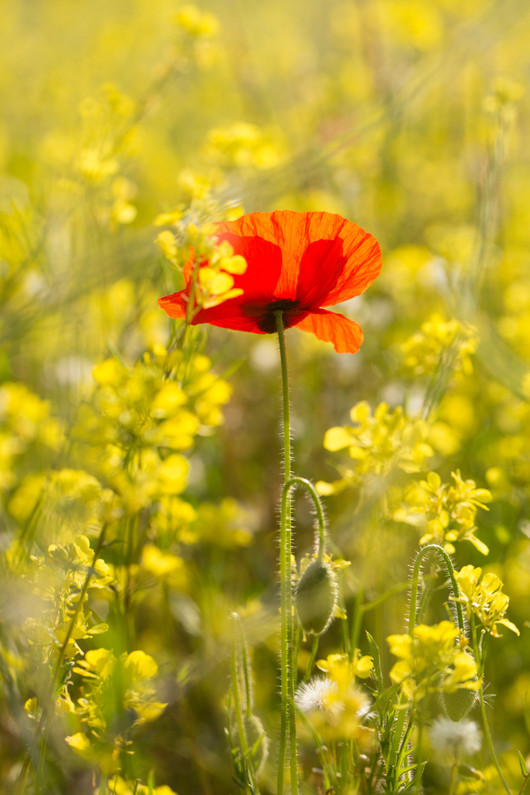 Remembrance Day Office Closure