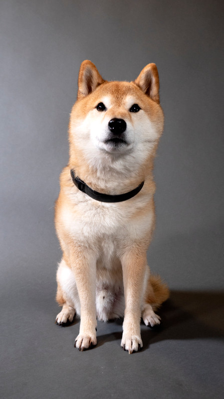 Office Dogs: Lego