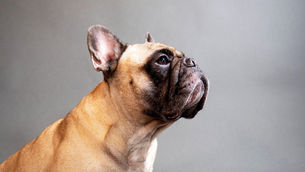 Office Dogs: Remy