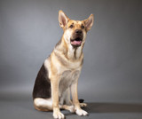 Office Dogs: Koda