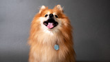 Office Dogs: Bean