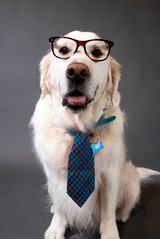 Office Dogs: Mulligan