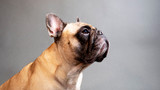 Office Dogs: Remy