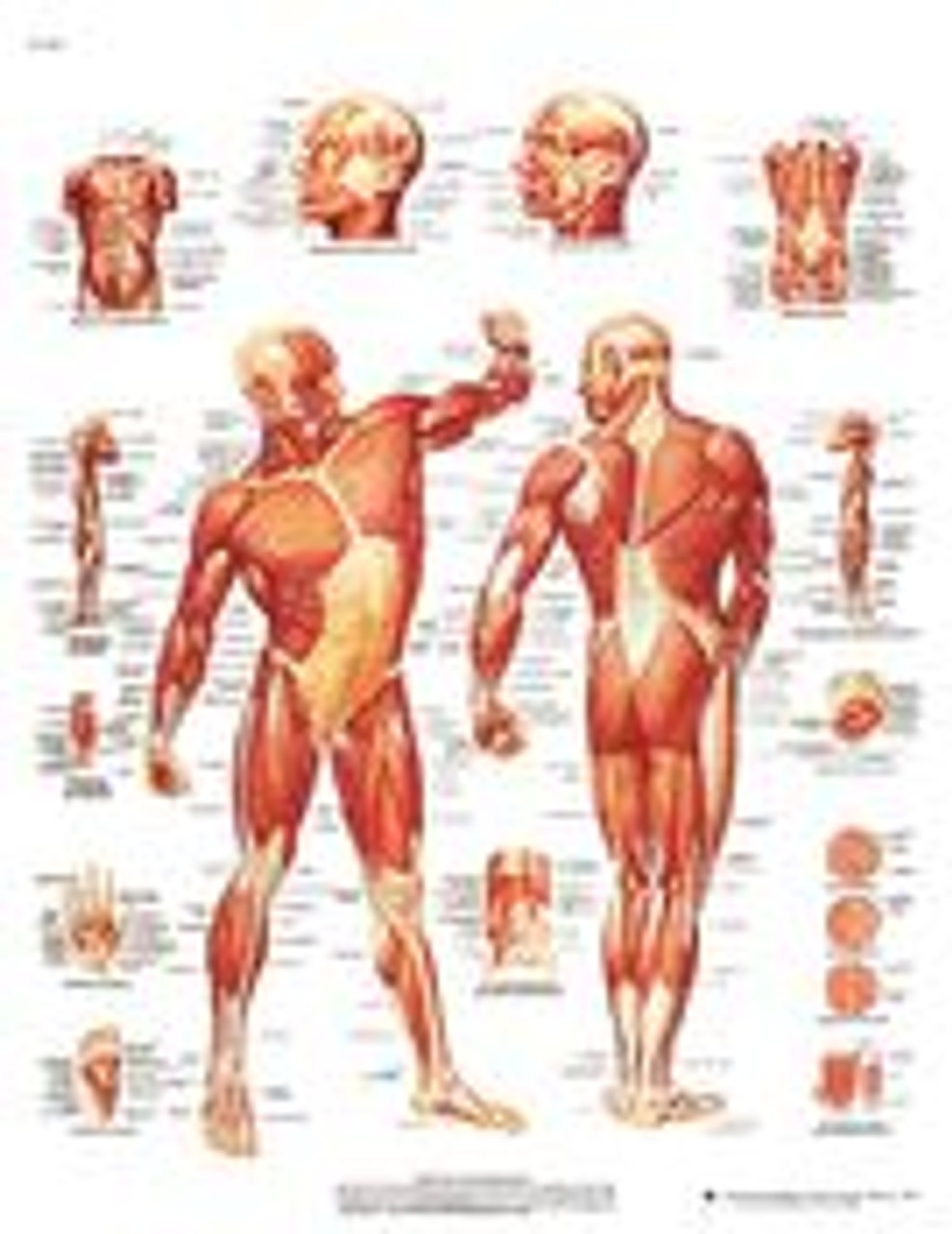 Medical Anatomy Charts