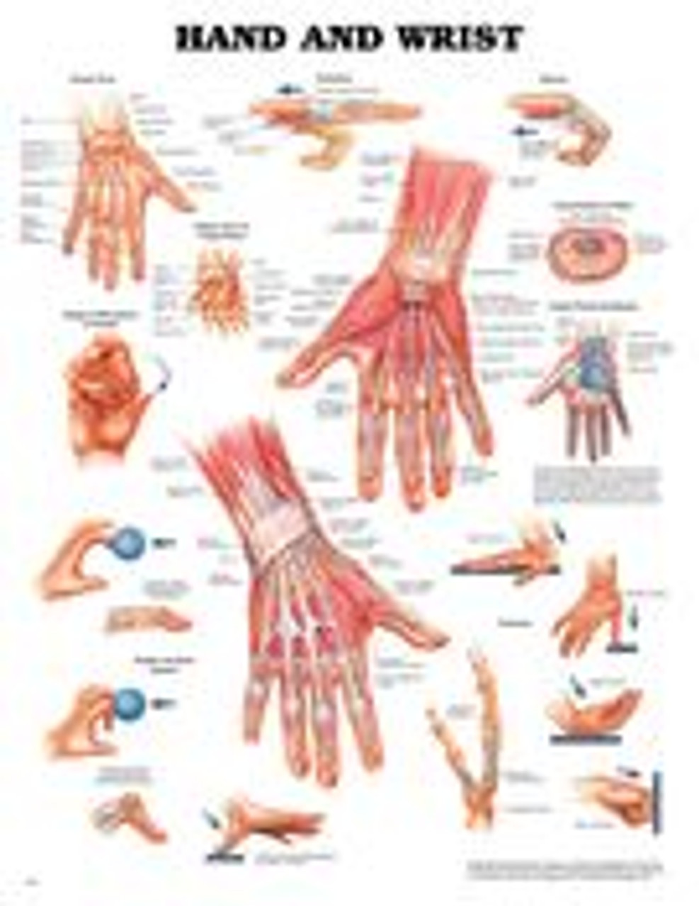 Medical Anatomy Charts