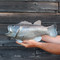 Wall-Mounted Bass Fish Urn